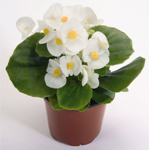 Afbeelding Begonia Semperflorens Premium White